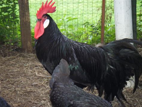 15 Most Famous Heritage Breeds Of Chickens The Poultry Guide