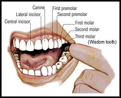 Mouth Teeth Diagram With Label Dental Assistant Study Dental