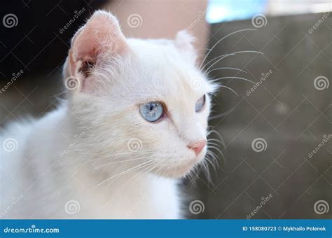 Pure White Cat With Turquoise Blue Eyes And Pink Defective Ears Stock