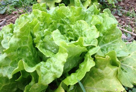 Growing Lettuce Experience Real Flavor Old World Garden Farms