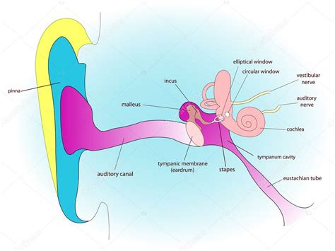 Ear Anatomy — Stock Vector © Robertosch 3001272