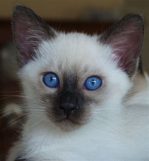 Five Ugly Truth About Balinese Kittens For Sale In