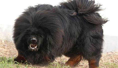 23 Russian Dog Breeds Fuzzy Rescue