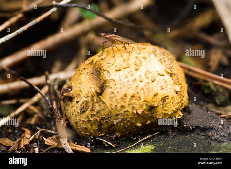 Australian Puff Ball Fungus Victoria Stock Photo Alamy