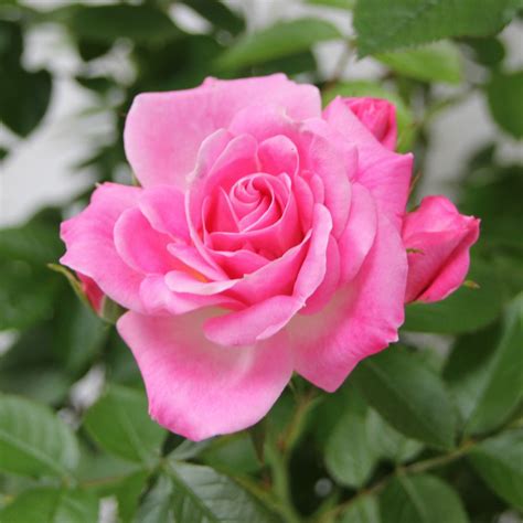 Rose 'Carefree Days Patio Standard' - Cowell's Garden ...