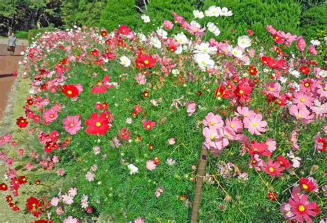 ･京都植物園でもコスモスの花が風にそよぎ、秋を感じるようになりました: プロフ・ユキのブログ