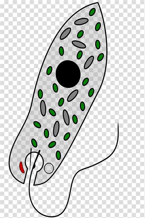 Euglena Viridis Chloroplast Mixotroph Unicellular Organism Euglenozoa