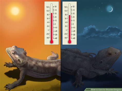 How To Take Care Of A Bearded Dragon Wikihow - how to take care of a bearded dragon wikihow