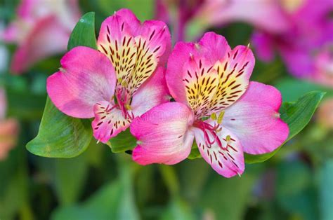 Pink Alstroemeria Flowers Stock Image Image Of Natural 88431789