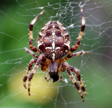 British Garden Spider Waiting In Its Web Garden Spider British