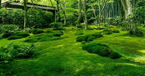 Mixing vinegar and bleach can produce toxic vapors. How To Make A Moss Garden In 5 Easy Steps - The Garden ...
