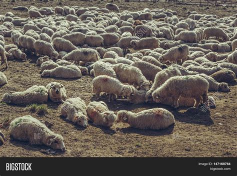Flock Sheep Resting Image And Photo Free Trial Bigstock