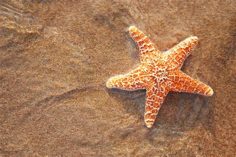 How Do Starfish Keep Their Cool The Washington Post