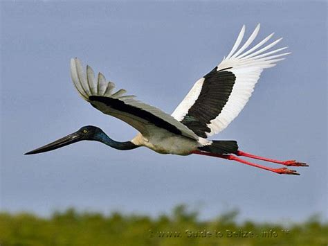 We did not find results for: Belize Nature and National Park Guide