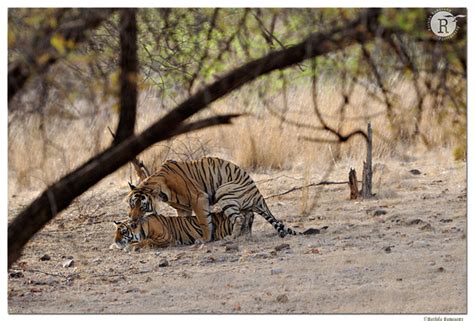 rathika ramasamy s wildlife photography tigers tiger mating dd33340