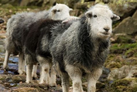 Top 10 Native British Sheep Breeds And How To Recognise Them