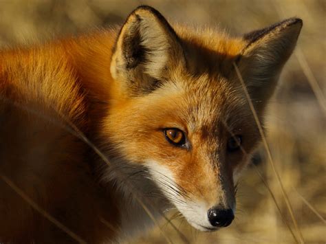 Spotlight Species On The Refuge Red Fox Lehigh Gap Nature Center