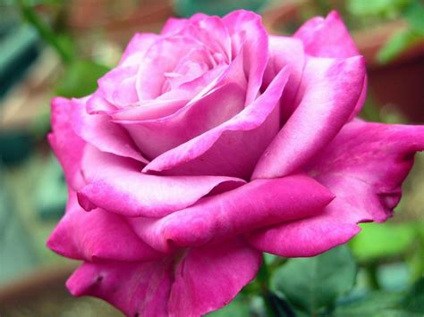 Here are only the best rose flowers wallpapers. World's Amazing Pictures ,Funny Pictures,Tourist Places ...