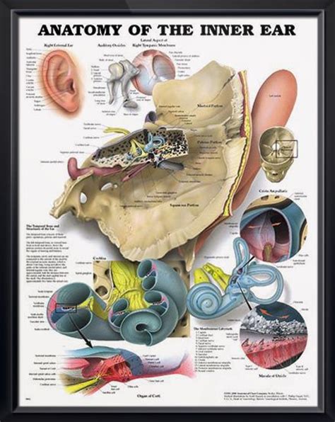 7 Inner Ear Ideas Inner Ear Ear Ear Anatomy