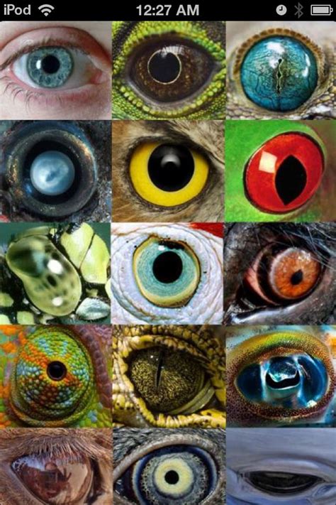 Choose your favorite cat eye paintings from 6,488 available designs. Animal eyes | Animal close up, Art lessons, Eye art