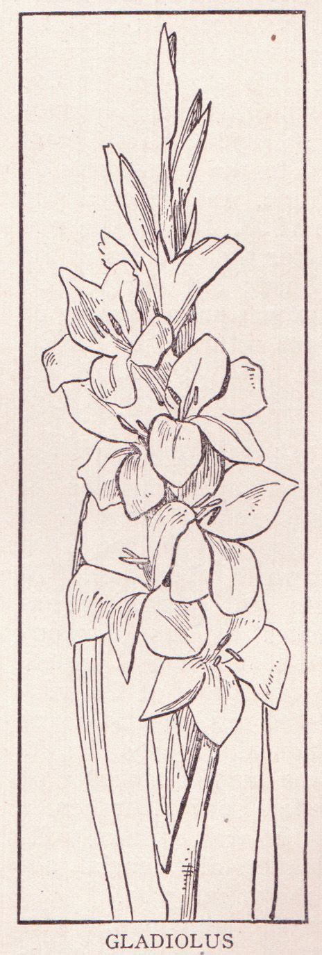 Free download and use them in in your design related work. gladiolus drawing - Google Search | Flower drawing, Flower ...
