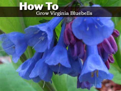 How To Grow Virginia Bluebells Virginia Bluebells Bluebells Blue