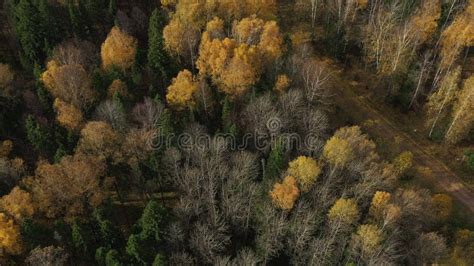 Flight On Top Of Beautiful Autumn Trees In Yellow Orange And Green