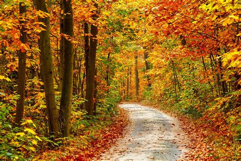 Autumn Fall Tree Forest Landscape Nature Leaves Wallpaper 4200x2800