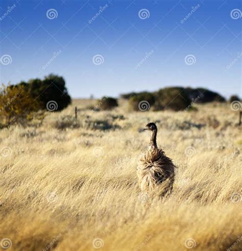 Wild Emu Stock Photo Image Of Open Outback Australian 27413718