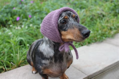 Knitted Dachshund Hat Dog Hat Dachshund Mini Dachshund