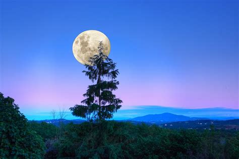 Forest Sumarkov Moon Night Trees Wallpapers Hd Desktop And Mobile