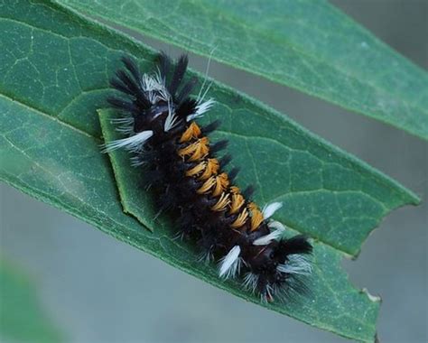 Garden Caterpillars Identification