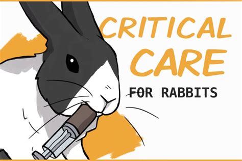 20 Items To Prepare In Your Rabbits First Aid Kit