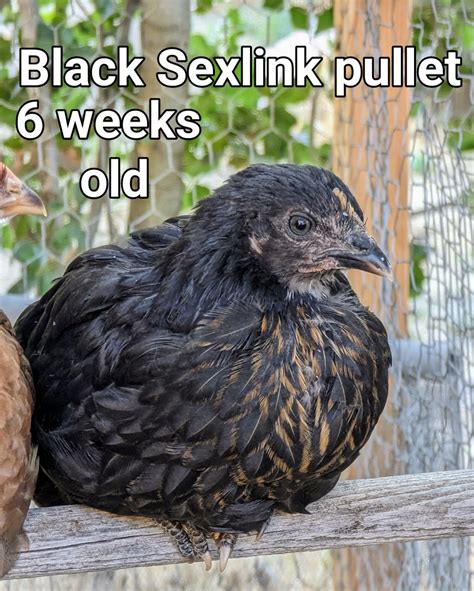 Black Sexlink  Backyard Chickens Learn How To Raise Chickens