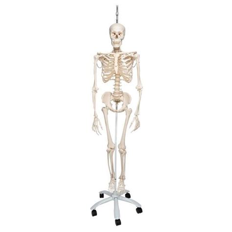 Physiological Human Skeleton Model Phil On Hanging Stand 3b Smart