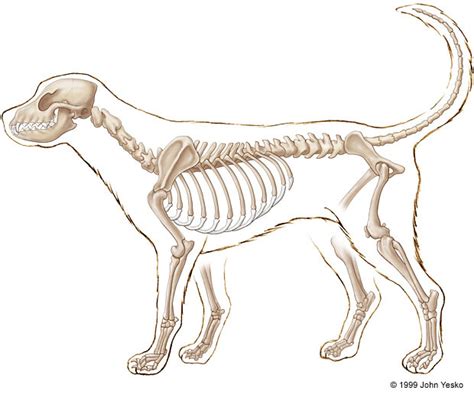 Skeletal System Of Dog Pt 2 Diagram Quizlet