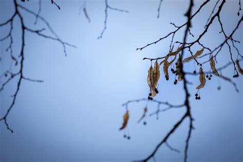 Tree Branches Free Stock Photo Public Domain Pictures