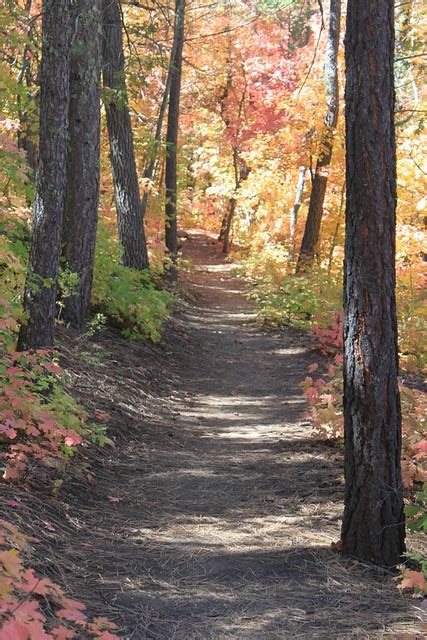Request this free visitor guiderequested! fall walk | 4th of July Canyon, Manzano Mountains, New ...