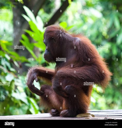 Borneose Orang Oetan Vrouwtje Zittend Bornean Orangutan Female Sitting