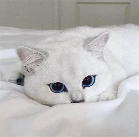 25 Mèo Trắng Dễ Thương Cute White Cats With Blue Eyes Cập Nhật Mới Nhất