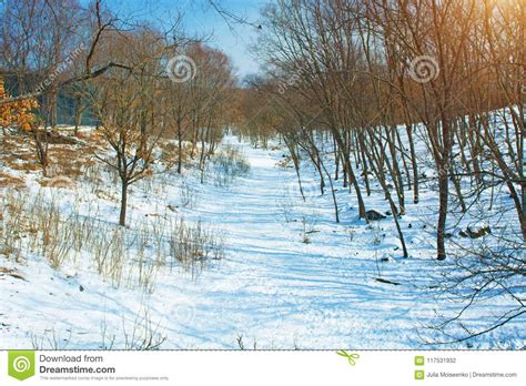 Winter Forest With High Bridges For The Passage Of People Park With