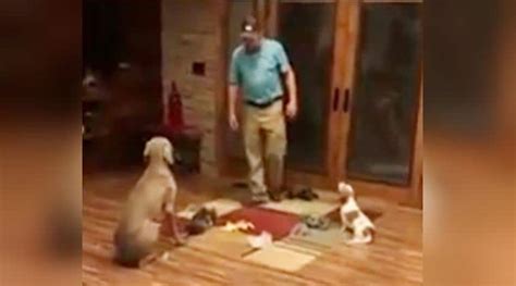 Watch This Guy Scolding His Dogs For Creating A Mess Is The Cutest