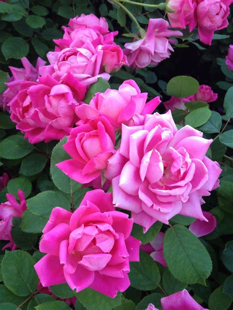 Finding the right care matters. Bronx#Roses. | Rose, Flowers, Plants
