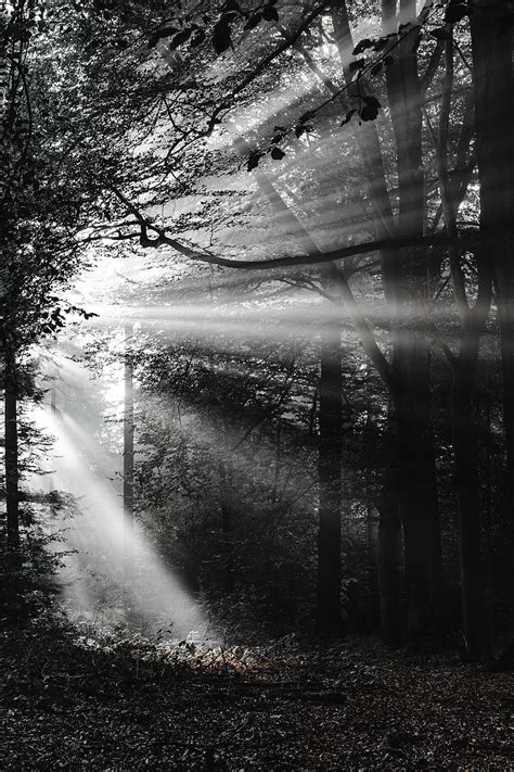 Forest Rays Bw Hd Phone Wallpaper Peakpx