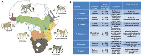 The Comparative Genomics And Complex Population History Of Papio Baboons Science Advances