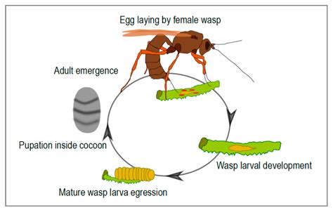 Wasp Life Cycle Uk Whacking Blook Pictures