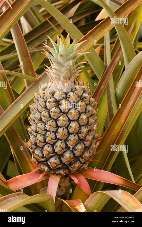 Smooth Cayenne Pineapple Dole Plantation Oahu Hawaii Stock Photo Alamy