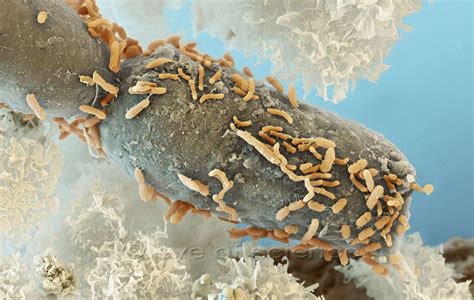Bakterien Und Pilze Mikrofotografie Raster Elektronenmikroskopie