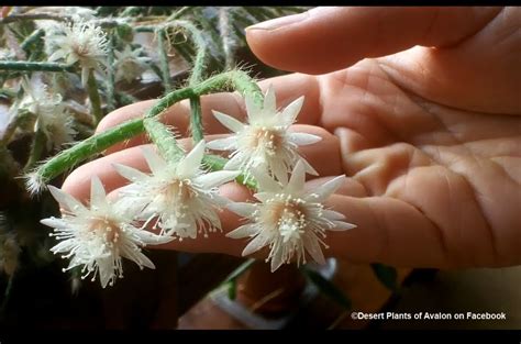 I can not get them to bloom. The beautiful Rhipsalis Pilocarpa cactus in delicate white ...