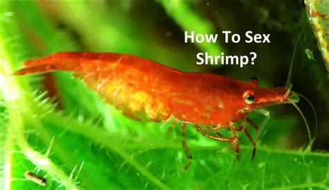 how to sex shrimp